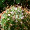 Notocactus _ottonis _v. vencluianus_ 02